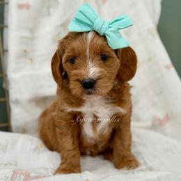 Mint collar DOLLY - Apricot female Goldendoodle puppy in Salem, Utah from Aspen Doodles Utah