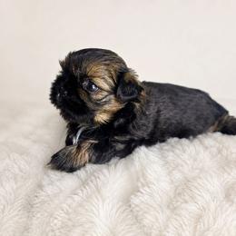 Girl 1 - Brindle female Shih Tzu puppy in Smithville, Georgia from The Luckie Puppy