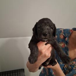 Blue Girl 1 - Blue female Bedlington Terrier puppy in Staten Island, New York from Arkada Sirene Kennel