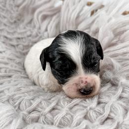 Scarf - Parti female Goldendoodle puppy in Jamestown, Kentucky from Milk & Honey Doodles