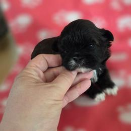 Ruby - Red and white female Shih Tzu puppy in Waynesboro, Pennsylvania from Big Win Shih Tzus