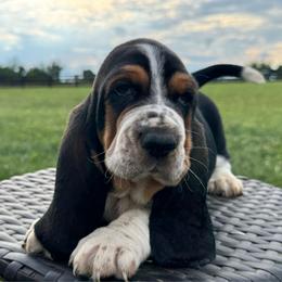 Buck - Black white and brown male Basset Hound puppy in Richmond, Kentucky from Walters Hollow Hounds