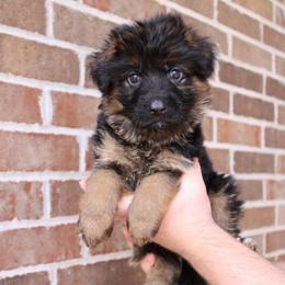 Green collar - Black and red male German Shepherd puppy in Mount Vernon, Missouri from German Haus German Shepherds LLC