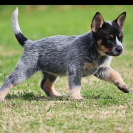 Queen Girl 4 - Blue speckled female Australian Cattle Dog puppy in Monroe, Louisiana from The Sweet Kennels