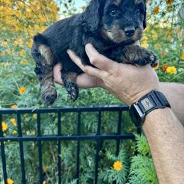 Aussiedoodle and Bernedoodle Puppies from LolliPop Farms