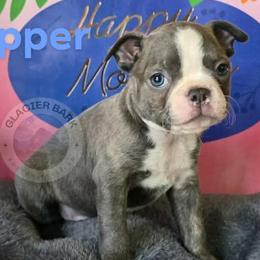 Grasshopper - Blue male Boston Terrier puppy in Columbia Falls, Montana from Glacier Bark Boston Terriers
