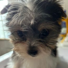 Boy 4 - Parti male Yorkshire Terrier puppy in Cocoa, Florida from SummerTime AKC Yorkies