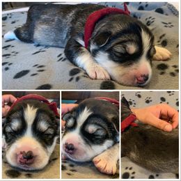 Siberian Husky Puppies from Addicted to the husky life