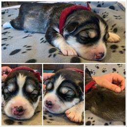 Siberian Husky Puppies from Addicted to the husky life