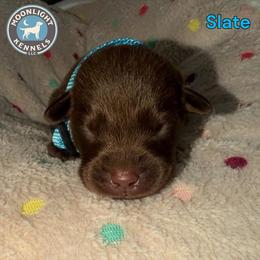 Slate - Light Blue Collar - Chocolate male Labrador Retriever puppy in Elloree, South Carolina from Moonlight Kennels LLC