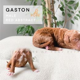 Poodle Puppies from Poodles of Pony Express