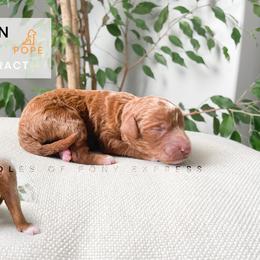 Poodle Puppies from Poodles of Pony Express