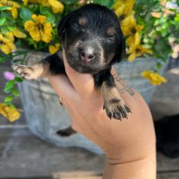 Bear Claw - Black and tan male Dachshund puppy in Payette, Idaho from NT Mini Doxies