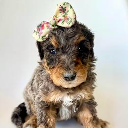 Harbor - Blue merle female Bernedoodle puppy in Pulaski, Tennessee from Doodle My Heart
