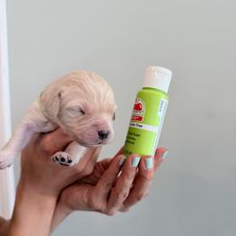 Girl 7 - Lime - Light golden female Golden Retriever puppy in Mc Minnville, Tennessee from Wishaw Whisky Golden Retrievers