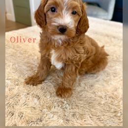 Oliver - Red  male Goldendoodle puppy in Glendale, Arizona from Follow Your Bliss Doodles