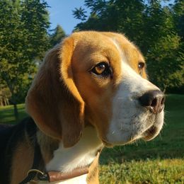 Indie - Beagle