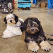 Lowchen puppies from Cambio Canines