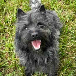 Murphy - Cairn Terrier