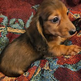 Dachshund Puppies from Samantha Spanton