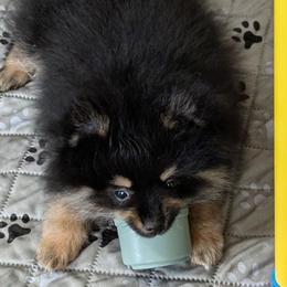 E - Black and tan male Pomeranian puppy in Cocoa, Florida from Pom Coast Pomeranians