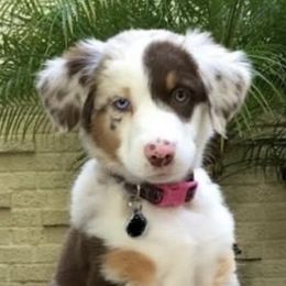 Miniature Australian Shepherds from Royal J Aussies and Aussiedoodles