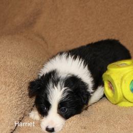 Harriet Tubman - Seal female Border Collie puppy in Crawfordsville, Indiana from Rescued Dreams Border Collies