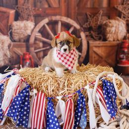 Pembroke Welsh Corgi Puppies from Big Sky Corgis