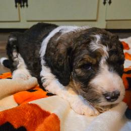 Oakley - Tri-color male Bernedoodle puppy in Mckenzie, Tennessee from Small Town Doodles & Poodles