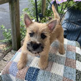Cairn Terrier and Pembroke Welsh Corgi Puppies from Rose Brier Pembroke Welsh Corgis