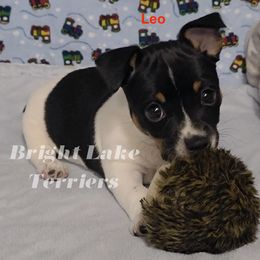 Leo - White and black Teddy Roosevelt Terrier puppy in Milaca, Minnesota from Bright Lake Terriers