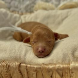 Truffle - Red male Cavapoo puppy in Arlington, Texas from Van Haselen Poodles and Doodles