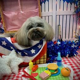 Lhasa Apso puppies from Cassandra de la Rosa