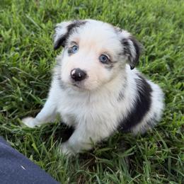 Merl boy 2 - Blue merle male Toy Australian Shepherd puppy in Nickelsville, Virginia from Pecan Creek