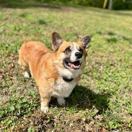 Ein - Pembroke Welsh Corgi