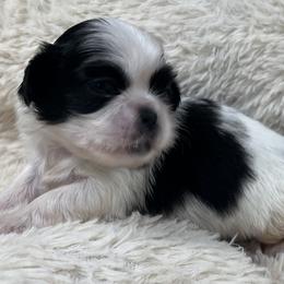 Full AKC - Black female Pekingese puppy in Pennsylvania from Triple I Pekes