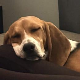 Treeing Walker Coonhound Puppies from Cherry creek kennel