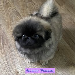 Annette - Pekingese puppy in New York from Peke'Lets Pekingese