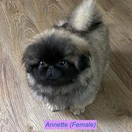 Annette - Pekingese puppy in New York from Peke'Lets Pekingese