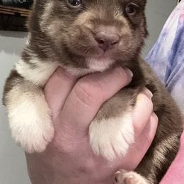 Dark red male - Red and white male Siberian Husky puppy in Doswell, Virginia from Shinko Siberians