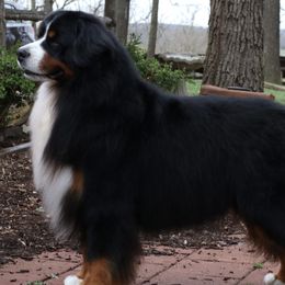 Lincoln - Bernese Mountain Dog