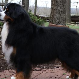 Lincoln - Bernese Mountain Dog