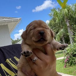 Yellow Collar Female - Yellow female Labrador Retriever puppy in Kissimmee, Florida from SunState Labs