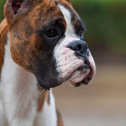 Boxers from SHForest Boxers