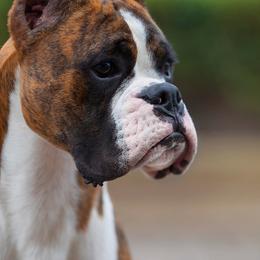 Boxers from SHForest Boxers