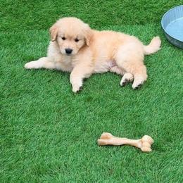 Golden Retriever Puppies from Skyland Golden Retrievers