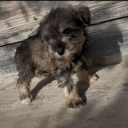 Betsy - Salt and pepper female Miniature Schnauzer puppy in West Point, Nebraska from Canyon Rose Schnauzers