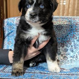 Lulu Bean - Black tri-color female Australian Shepherd puppy in Acworth, Georgia from Aussomely Yours, Australian Shepherds