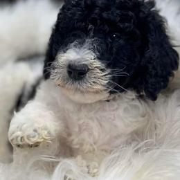 Goldendoodle and Poodle Puppies from Elizabeth Rocha's Doodles