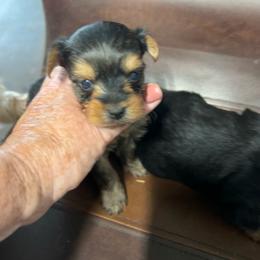 Tink - Black and tan female Yorkshire Terrier puppy in Kingston, Oklahoma from Lake Life
